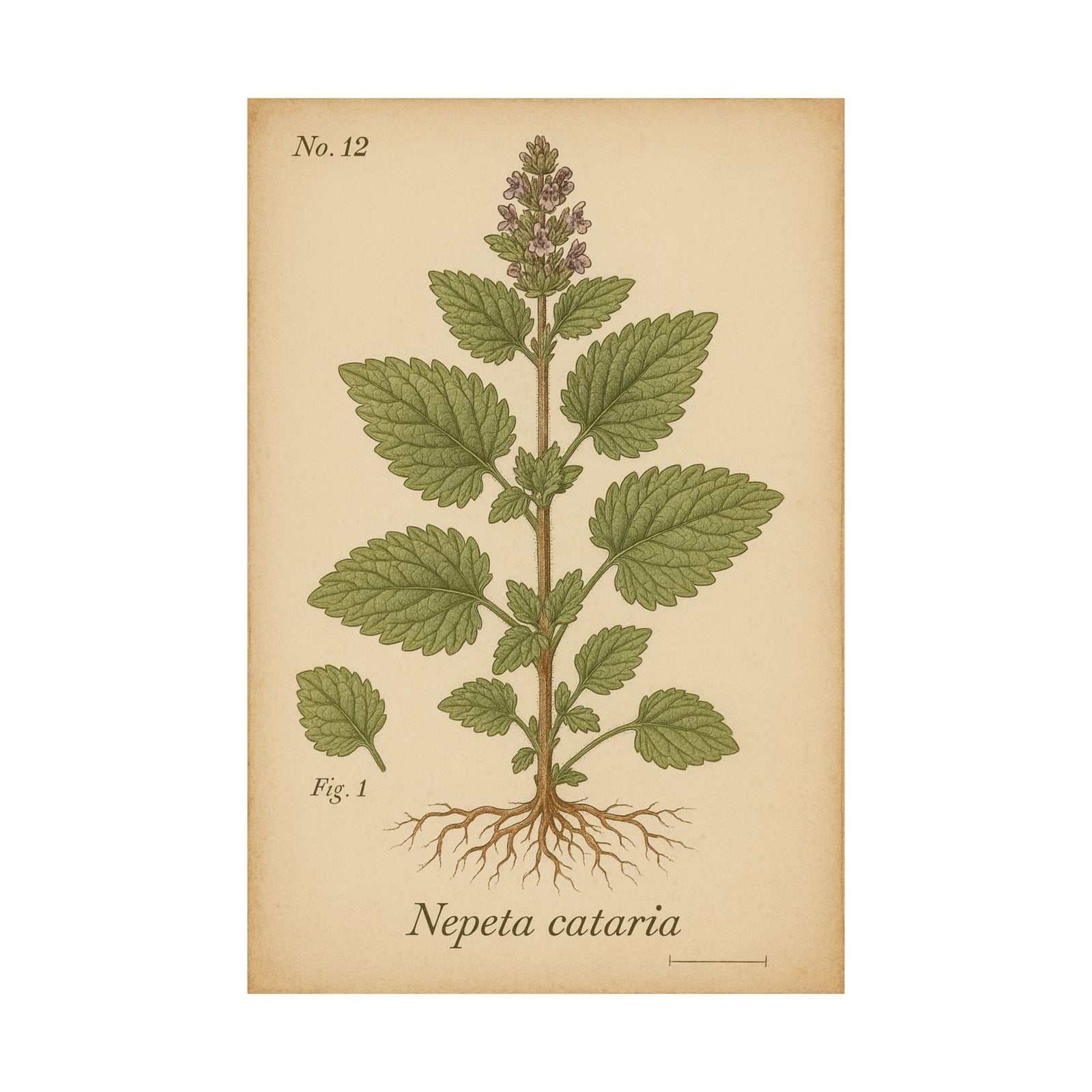 Catnip Botanical Nepeta Cataria Art Print Poster, Vintage Plant Plate