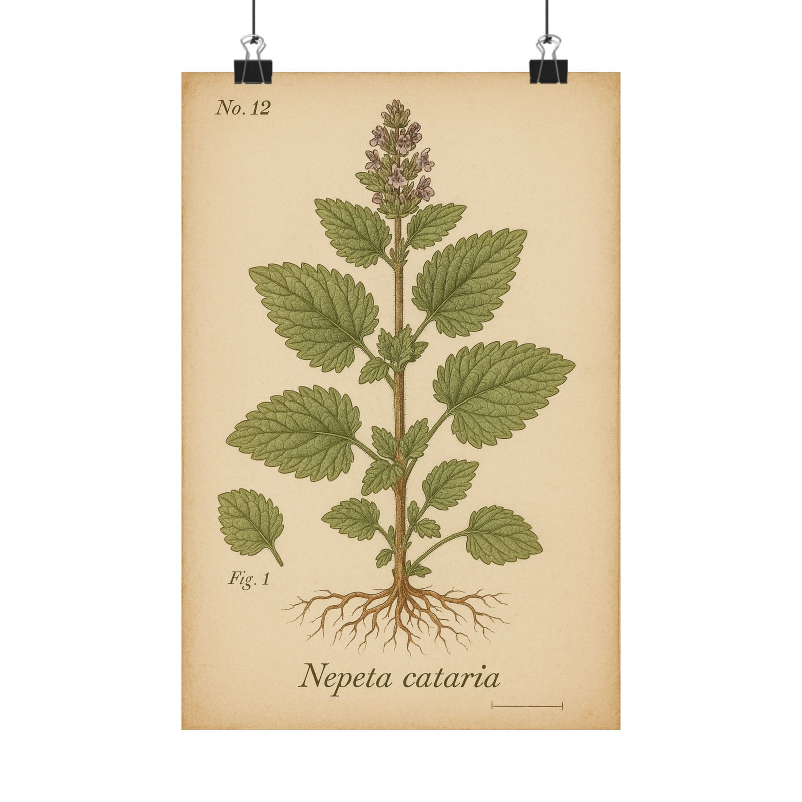 Catnip Botanical Nepeta Cataria Art Print Poster, Vintage Plant Plate